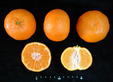 Mandarina Clemenules