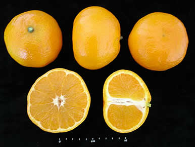 Mandarina Oronules